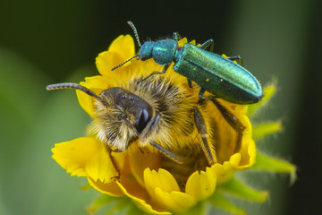 Bee and beetle neighbors