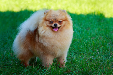 The dog breed pomeranian spitz