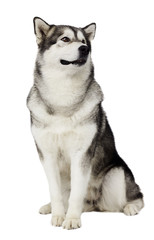 Alaskan Malamute dog looking at white background