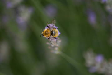 Impollinazione