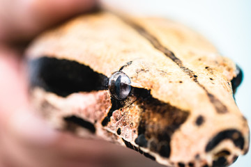 snake Eye photo