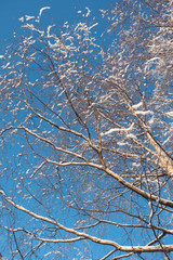 Branches with snow and blue sky