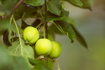 яблоки на ветке