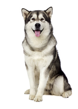 Malamute Dog Looking