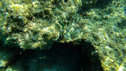 underwater exploration in a paradise island