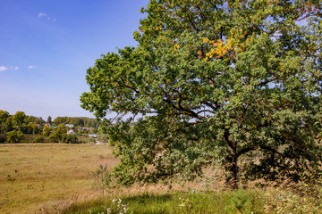 Fototapeta na wymiar Crown oak on a hill 