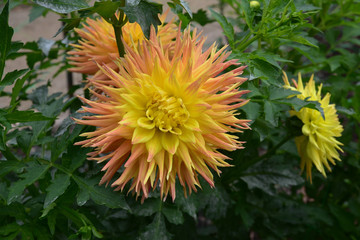 Obraz premium Dahlia cactus rose et jaune