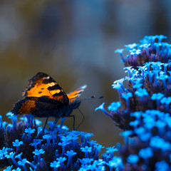 Obraz premium Leuchtender Schmetterling - Kleiner Fuchs ( Aglais urticae )