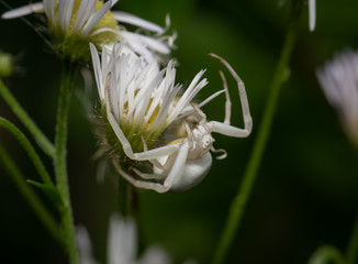 White spider close up on the flower