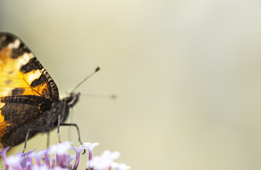 Leuchtender Schmetterling - Kleiner Fuchs ( Aglais urticae )
