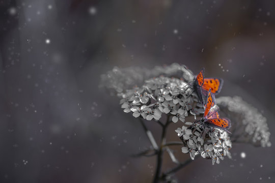 Zwei Leuchtende Schmetterlinge - Feuerfalter (Lycaena dispar)