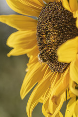 Closeup of a sunflower. On it sits a bee collecting pollen.