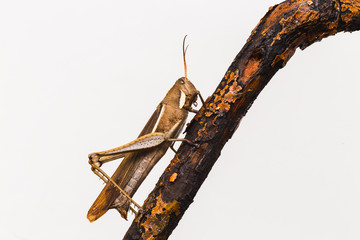  grasshopper with isolated background, macro photography