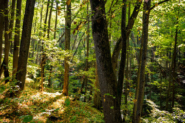 Obraz premium Beautiful forest in early autumn 