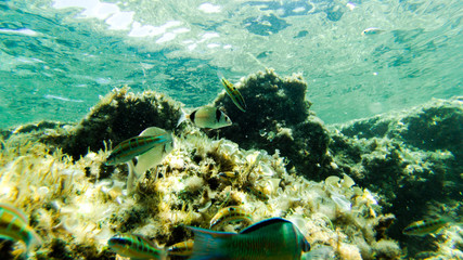 underwater exploration in a paradise island