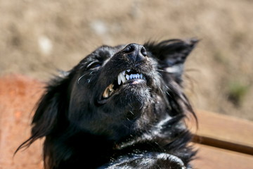Detail of head of funny black mixed breed dog, eyes shut, open mouth showing white teeth, lying on...