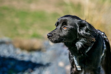 Close up portrait of cute fluffy black mixed breed dog looking sideways, brown eyes, blue dog collar on, blurry green grass, grey stones background, sunny day in a park, copy space
