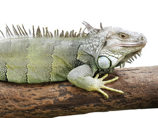 White Yellow Iguana on Wooden Log Isolated on White Background
