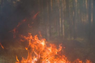 Fototapeta premium a fire in the forest; fire and smoke