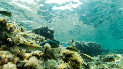 underwater exploration in a paradise island