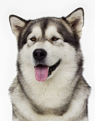 portrait of an Alaskan Malamute dog