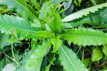 A weed in the garden, a large herb with prickly leaves
