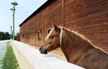 Horse in enclosure. Beautiful brown horse standing in big spacious enclosure near the stable in the...