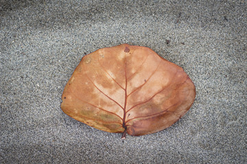 leaf on sand