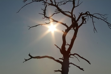 Sun flaring and tree that has dropped all its leaves