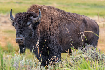 Yellowstone Park bison © Sergey