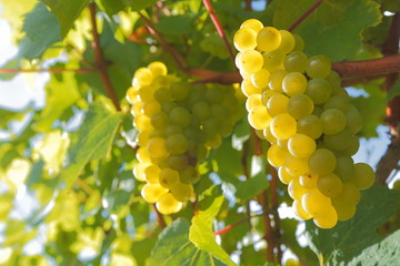 Close-up of ripe grape in vineyard in East Devon