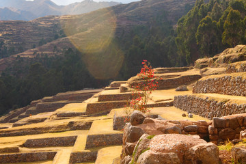 Peru mountain flower sun