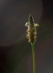 kwiat babki wąskolistnej na jednolitym ciemnym tle