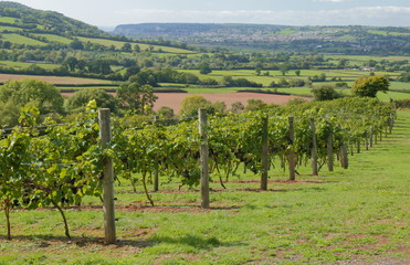 Fototapeta na wymiar Ripe vineyard in Axe Valley in Devon