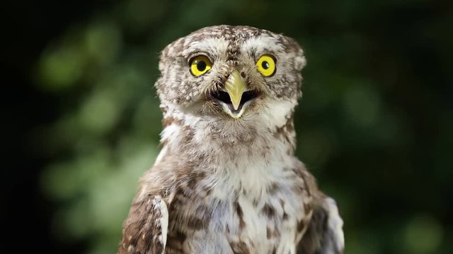 Portrait of a funny little owl  in the forest on a sunny summer day, closeup

