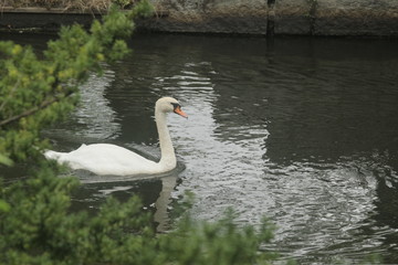 Swan