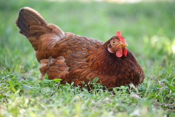 Chicken