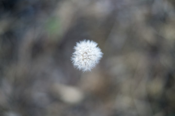 Fototapeta premium macro photography dandelion