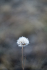macro photography dandelion