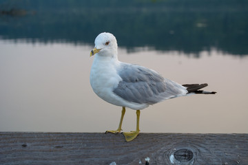 Seagull on the pier
