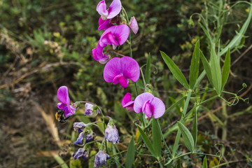 Purple Lathyrus tuberosus, Knollen-Platterbse