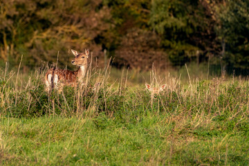 Rehe am Waldrand