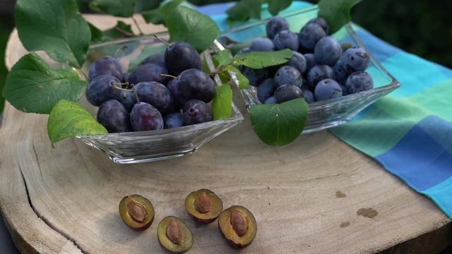Zwei Glas Schalen zeigen einen Vergleich von Pflaumen und Zwetschgen. Die Fr&uuml;chte drehen sich auf einer Baumscheibe. K&uuml;hle Farben.