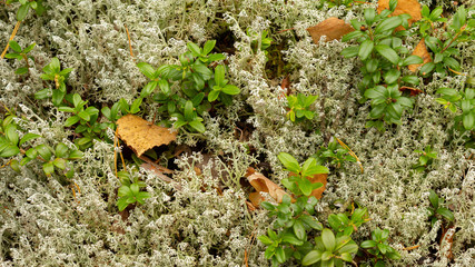 Autumn background with yellow birch leaves, lying on gray moss and growing cranberry. background image of moss and lingonberry in the autumn forest.