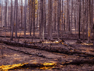 Obraz premium Forest Fire gutted forest