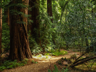 Deep redwood forest