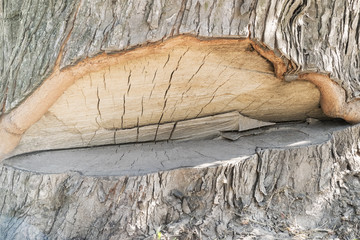 Crippled old wood with a notch on the blade, close-up