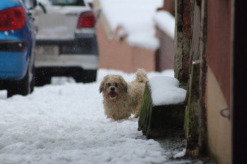 Bolognese dog outside in winter - obrazy, fototapety, plakaty