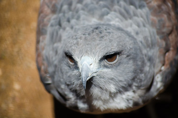Águila gris de ojos café