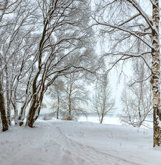 Fototapeta premium Snowy January morning in Nevsky forest Park. The Bank of the river.